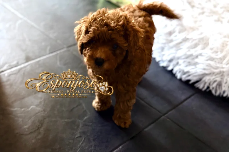 Toy Poodle