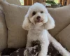 Toy Poodle