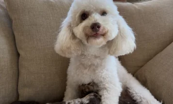 Toy Poodle