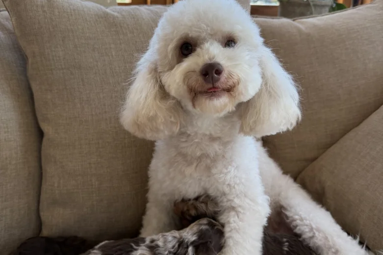 Toy Poodle