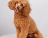 Toy Poodle