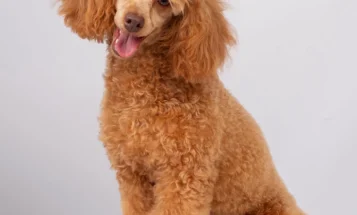 Toy Poodle