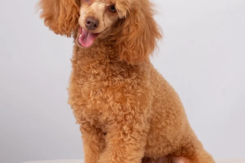 Toy Poodle
