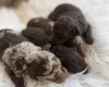 Toy Poodle