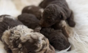 Toy Poodle