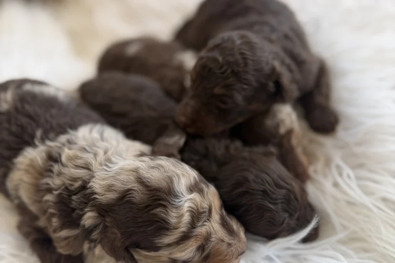 Toy Poodle