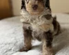 Toy Poodle
