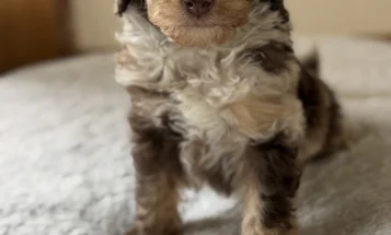 Toy Poodle