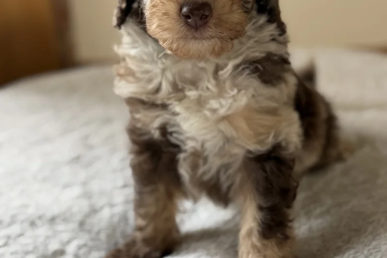 Toy Poodle