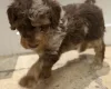 Toy Poodle