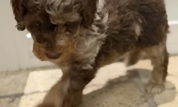Toy Poodle
