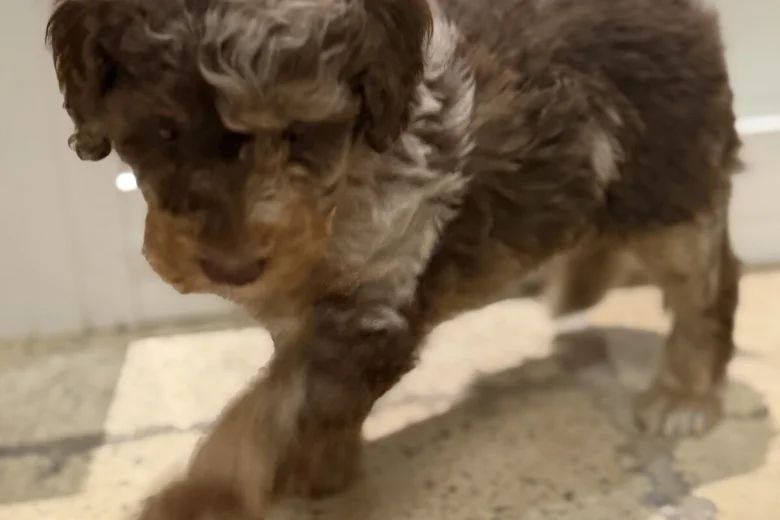 Toy Poodle