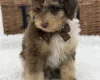 Toy Poodle