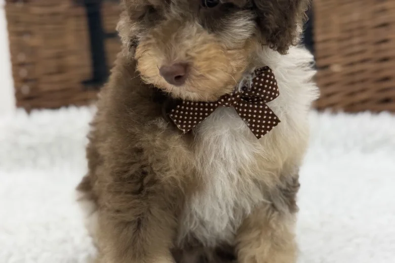 Toy Poodle