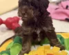 Toy Poodle