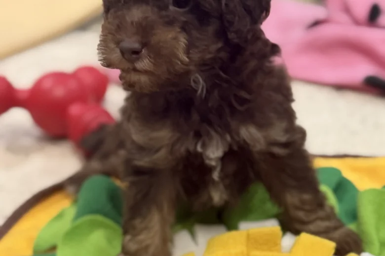 Toy Poodle