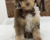 Toy Poodle