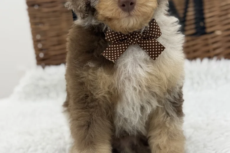 Toy Poodle