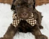 Toy Poodle