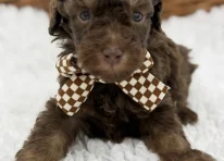 Puppy 3