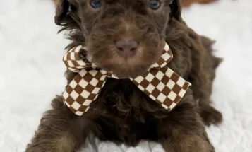 Toy Poodle