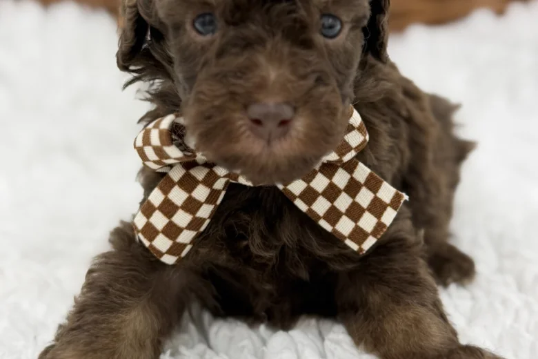 Toy Poodle