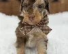 Toy Poodle