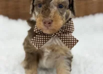 Puppy 1