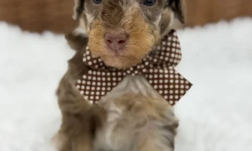 Toy Poodle