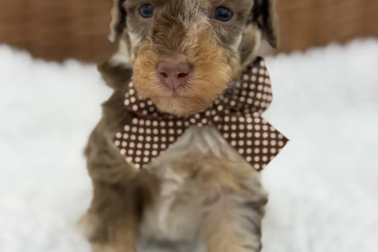 Toy Poodle