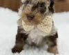 Toy Poodle