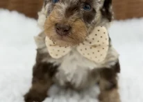 Puppy 2