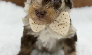 Toy Poodle