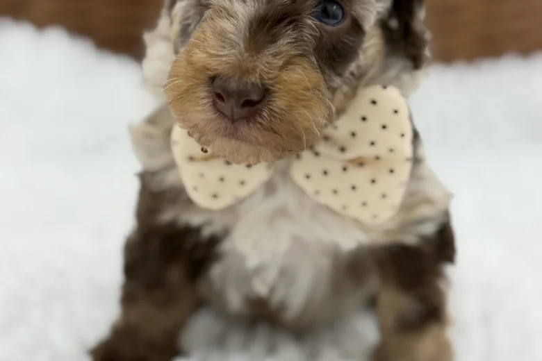 Toy Poodle