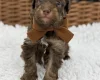 Toy Poodle