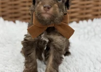 Puppy 4