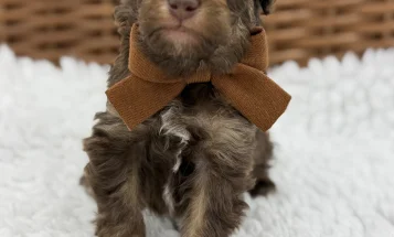 Toy Poodle