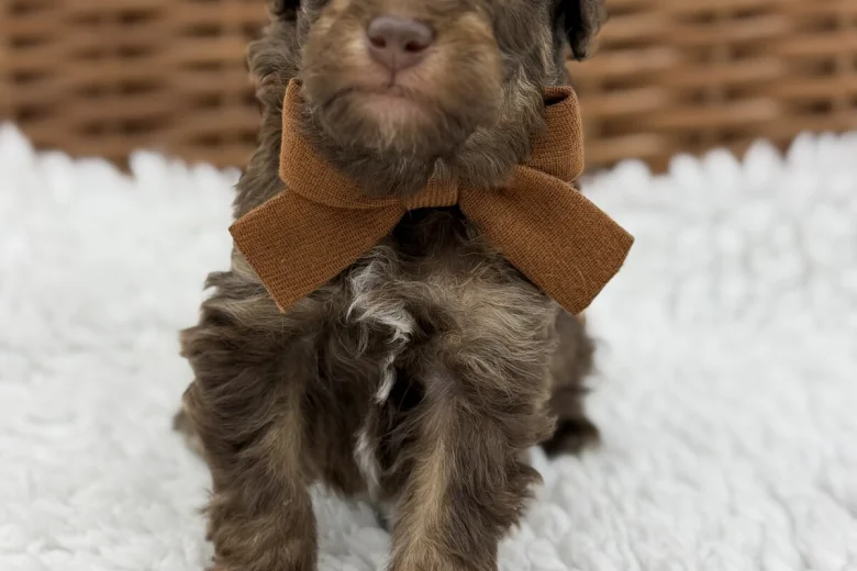 Toy Poodle