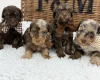 Toy Poodle
