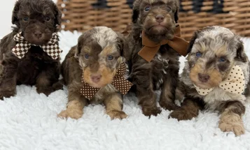Toy Poodle