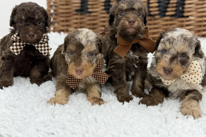 Toy Poodle