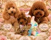 Toy Poodle