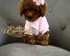 Toy Poodle