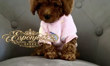 Toy Poodle