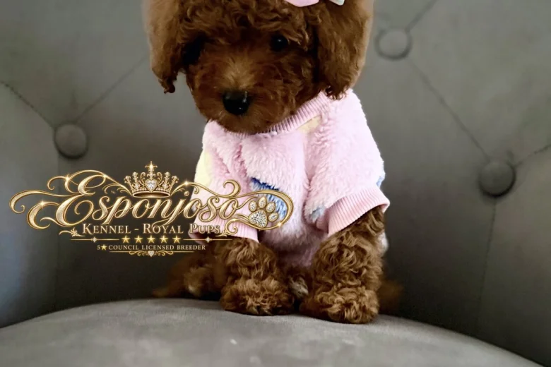 Toy Poodle
