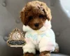 Toy Poodle