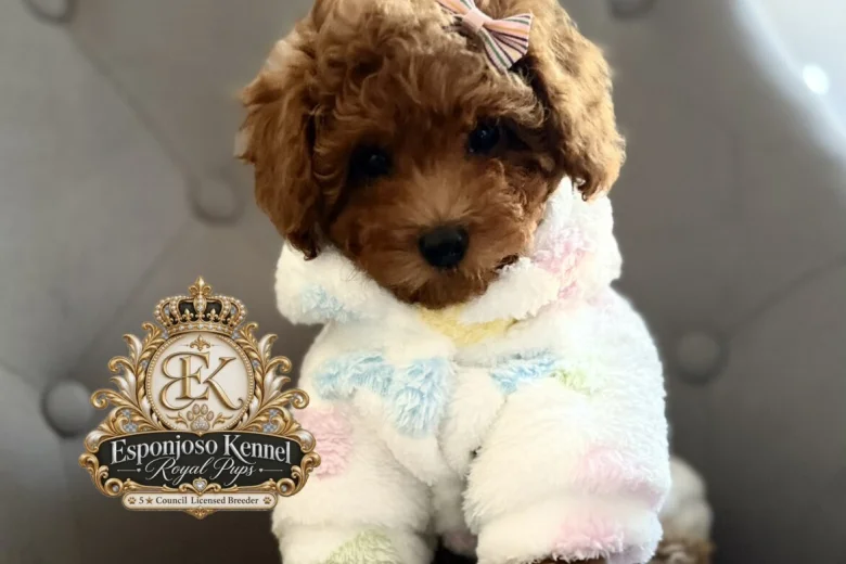 Toy Poodle