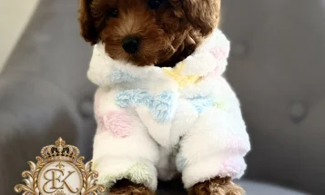 Toy Poodle