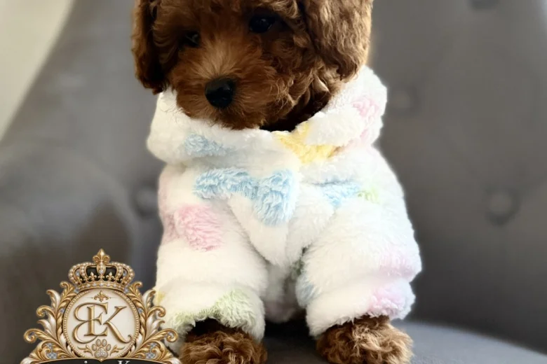 Toy Poodle