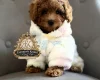 Toy Poodle